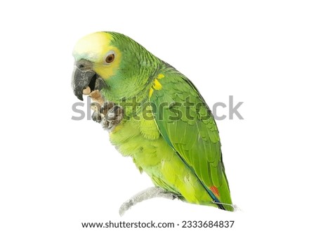 a photography of a green parrot with a yellow beak and a white background, there is a green parrot sitting on a branch with a white background.