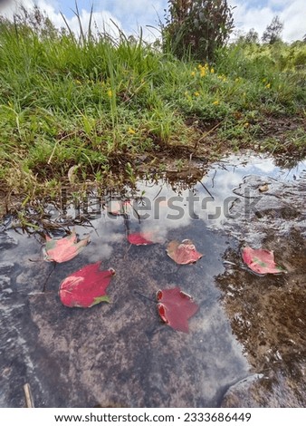 a picture of maple leaves in a waterfall