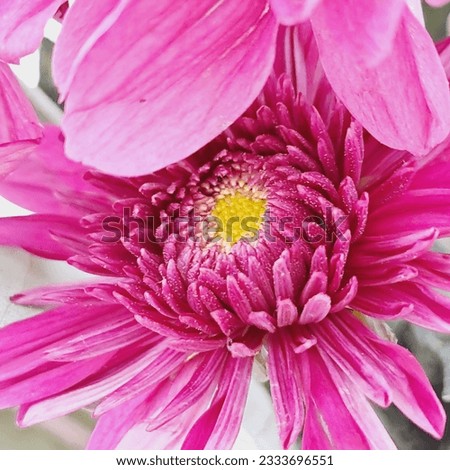 one pink, lilac chrysanthemum, macro, shot from above, flower background, screensaver