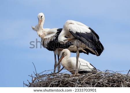 a stork family in the nest Royalty-Free Stock Photo #2333703901