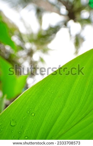 Underside of green Canna leaf in the monsoon, India.