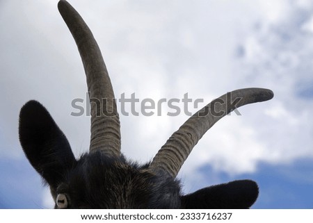   goat seen from a worm's eye view                             