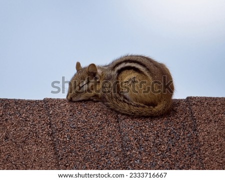 A Chipmunk Sleeping on a Shed Roof