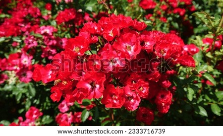 Scarlet ground cover rose in the garden Royalty-Free Stock Photo #2333716739