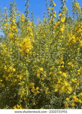Scolymus hispanicus flowering plant in full bloom. The plant is a tall, prickly thistle with bright yellow flowers. The plant is a native to the Mediterranean region