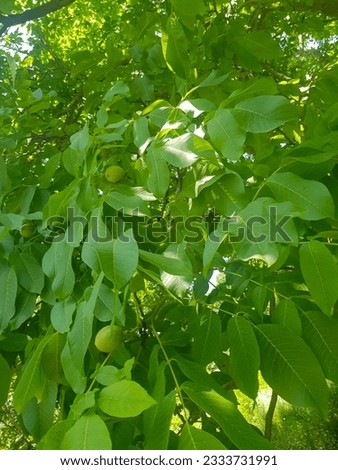 Cluster of walnuts still in their green husks, nestled among the foliage of a walnut tree. The walnuts are a deep green color, and the foliage is a variety of shades of green