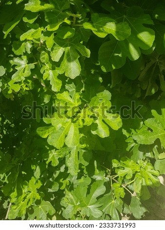 A close-up of lush, deep green fig tree leaves. The leaves are large and glossy, with a pronounced veining. The sun shines through the leaves, creating a dappled effect