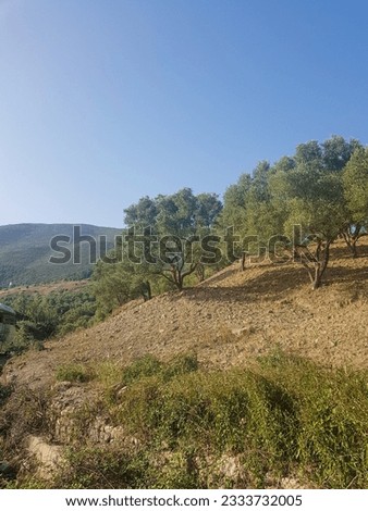 Rural landscape of rolling hills dotted with olive groves. The hills are a deep green color, The image is both beautiful and serene, and it captures the beauty of rural landscapes with olive groves