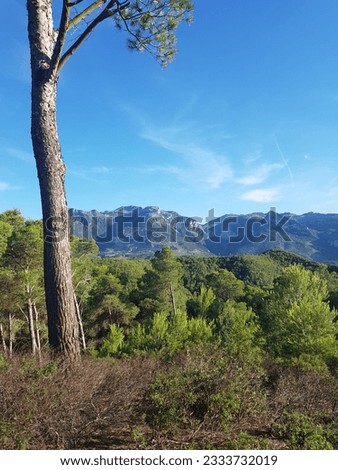 A lush mountainside covered in pine trees, The trees are a deep green color, and their needles are glistening in the sunlight, The photo was taken in the summer, and the sky is a clear blue