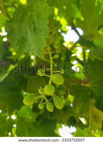Close up of a grape hanging on its branch