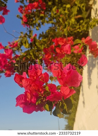 Bougainvillea vine in full bloom. The vine is covered in bright purple flowers, which are arranged in clusters. The flowers are surrounded by lush green leaves, which provide a beautiful backdrop