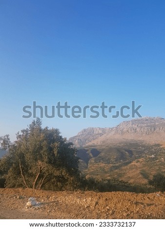 A rural view of a rolling hillside dotted with distant olive groves. The groves are a deep green color, The sun shines through the groves, creating a dappled effect