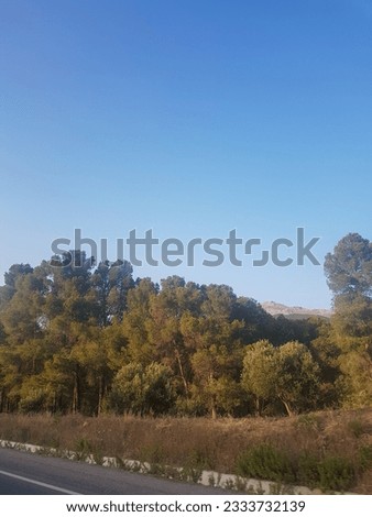 A scene of olive trees and pine trees in a Mediterranean landscape. The olive trees are tall and slender, The pine trees are tall and stately