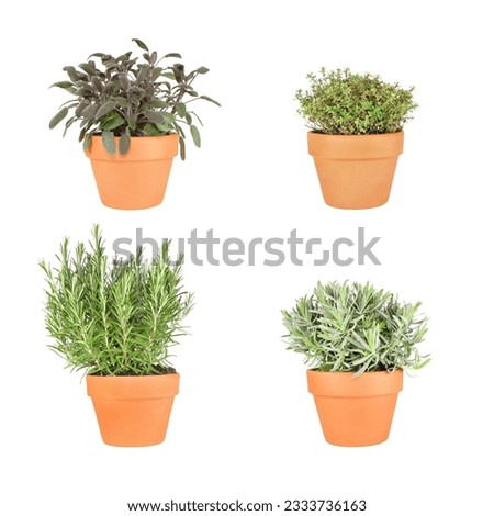 Organic rosemary, lavender, purple sage and silver thyme herbs growing in terracotta pots and set against a white background.