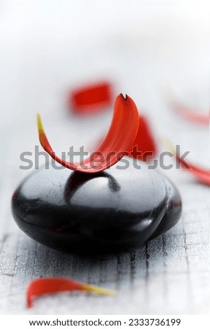 red flower petals on black volcanic rock