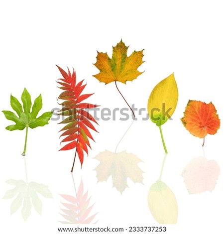 Abstract leaf design of fig, rowan, maple, hosta and grape with reflection, over white background.