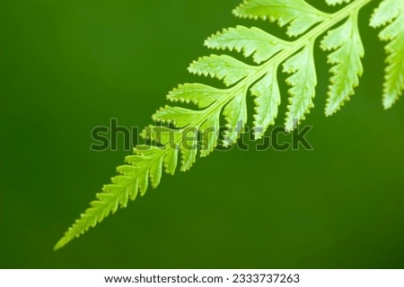 Macro of waterdrop on a green fern leaf after rain