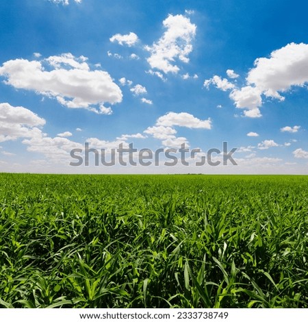 Large field of young corn plants with blue sky and clouds. Square shot.