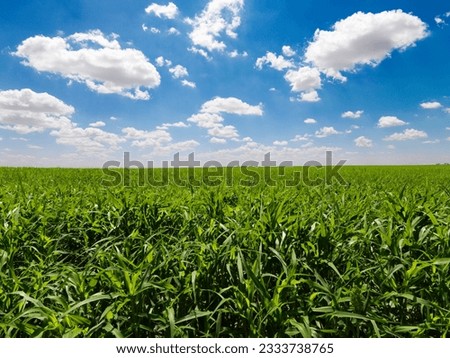 Large field of young corn plants with blue sky and clouds. Horizontal shot.