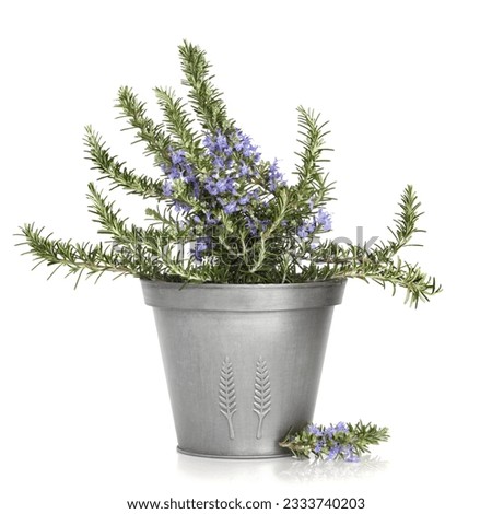 Rosemary herb plant in flower in a distressed style aluminum pot, isolated over white background.