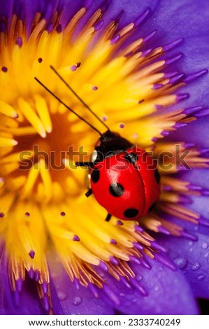 Close up of red ladybug on purple waterlily