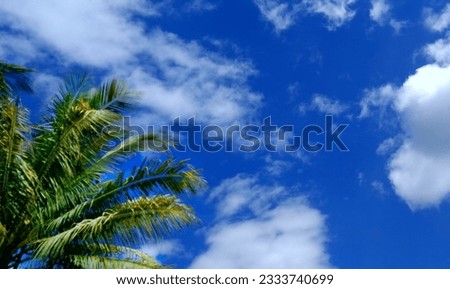 Coconut leaves against a bright blue sky background