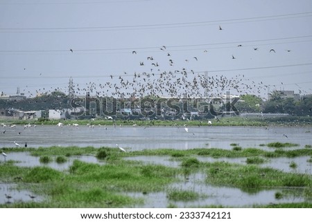 Flock of birds in chennai Royalty-Free Stock Photo #2333742121
