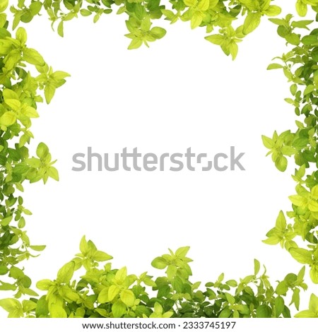 Golden oregano herb leaf sprigs forming an abstract border, isolated over white background.