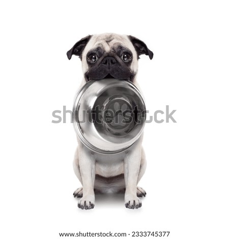 hungry pug dog holding bowl with mouth , isolated on white background