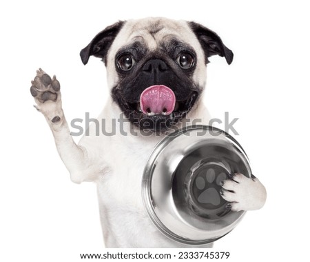 hungry pug dog holding food bowl and licking with tongue, isolated on white background