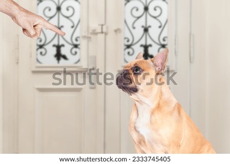 french bulldog being punished by owner for very bad behavior , with finger pointing at dog