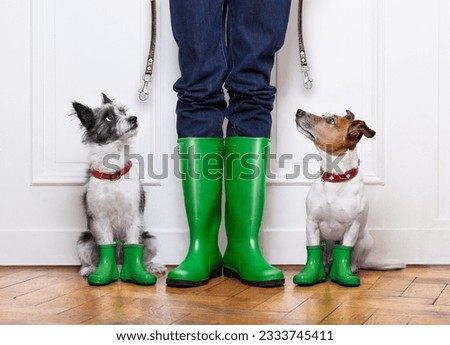 two terrier dogs waiting to go walkies in the rain at the front door at home with owner waiting