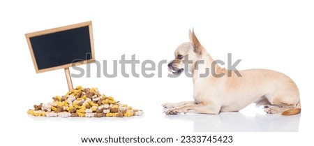 hungry chihuahua dog with mound of food , waiting and looking at it ,placard or blackboard included, isolated on white background