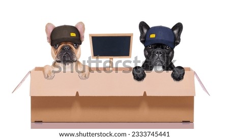 mail delivery couple or row of dogs in a big moving box , with blank placard or blackboard , isolated on white background