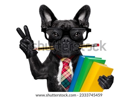 cool school french bulldog dog, with stack of books and pencil in mouth , victory and peace fingers ,isolated on white background