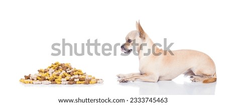 hungry chihuahua dog with mound of food , waiting and looking at it , isolated on white background
