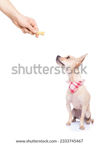 chihuahua dog getting a cookie as a treat for good behavior by his owner ,isolated on white background