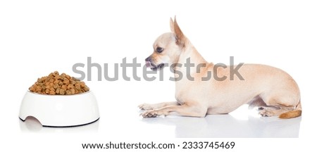 hungry chihuahua dog with food bowl , waiting and looking at it , isolated on white background