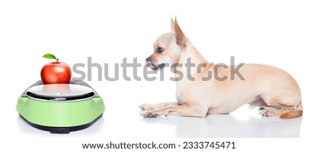 hungry chihuahua dog with apple on weight scale, waiting and looking at it , isolated on white background