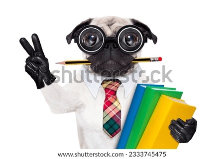 cool school pug dog, with stack of books and pencil in mouth , victory and peace fingers ,isolated on white background