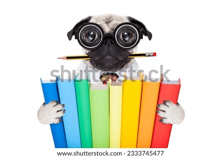 cool school pug dog, with stack of books and pencil in mouth ,isolated on white background