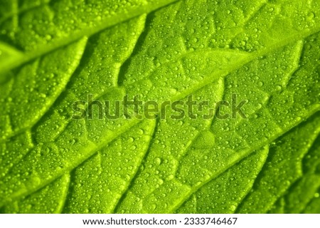 Macro in vegetable leaf with dew