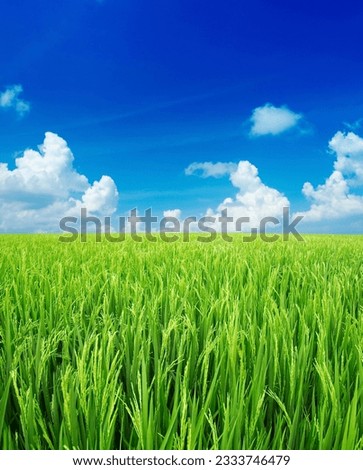 Landscape of rice field with blue sky