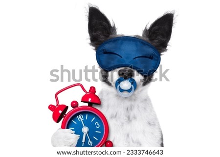 chihuahua dog resting ,sleeping or having a siesta with alarm clock and eye mask, and pacifier, isolated on white background