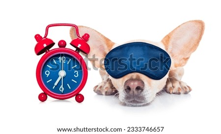 chihuahua dog resting ,sleeping or having a siesta with a clock and eye mask