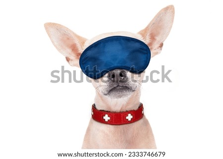 chihuahua dog resting ,sleeping or having a siesta with eye mask, isolated on white background