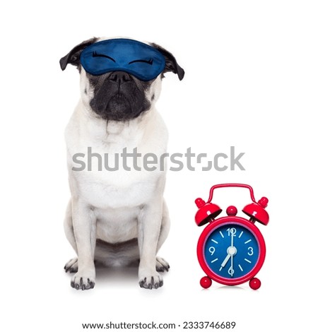 pug dog resting ,sleeping or having a siesta with alarm clock and eye mask, isolated on white background