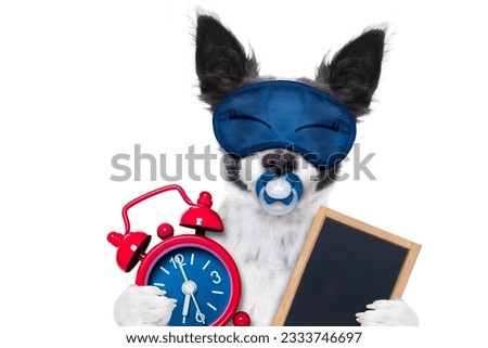 chihuahua dog resting ,sleeping or having a siesta with alarm clock and eye mask, and pacifier, with banner placard, blackboard, isolated on white background