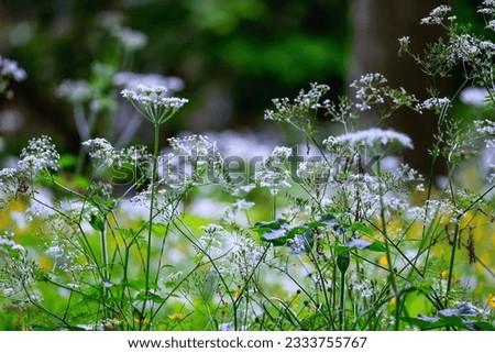 "Queen Anne's Lace" or "Cow Parsley" or "Wild Carrot" flowers growing wild during summer. White wildflower "Daucus carota"with terminal umbels and long stalks often found in hedgerows. Dublin, Ireland Royalty-Free Stock Photo #2333755767