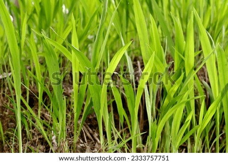 Nature background of closeup image of green grass on land.